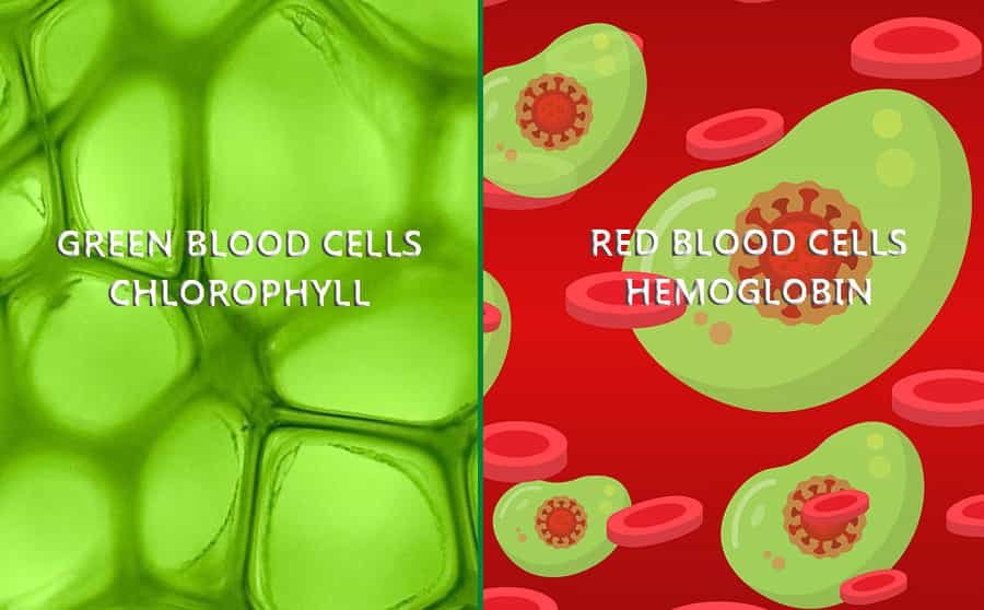 chlorophyll and hemoglobin